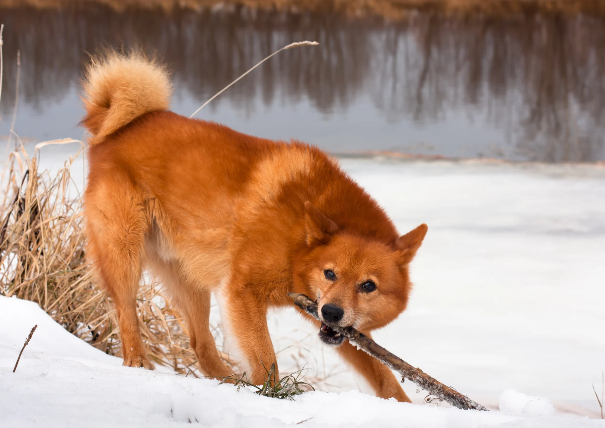 Chien de race Spitz finlandais
